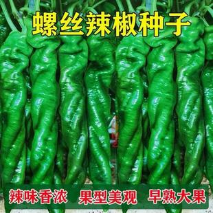 辣椒种子种苗子高产特大陇椒巨陇螺丝椒种籽四季 阳台盆栽蔬菜种孑