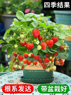 奶油草莓苗盆栽带盆带土隋珠可食用红颜四季 结果阳台新苗种植苗秧