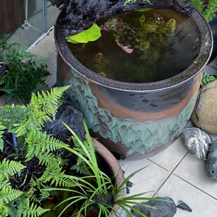 生态鱼缸古法养鱼大型阳台庭院日式 侘寂风循环水睡莲荷花陶瓷缸