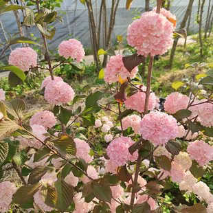 有寻植物 粉色木绣球荚蒾玫瑰达人庭院地栽木本花卉落叶灌木花苗