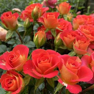 玫瑰花苗带花苞浓香花卉观花绿植物盆栽庭院阳台大花月季 吸色效果