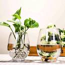 水培植物龙蛋透明玻璃花瓶绿萝白掌雪柳天堂鸟盆栽花盆桌面鲜切花