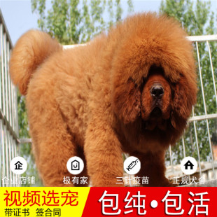 出售纯种藏獒幼犬活体巨型红色藏獒真狗家养长毛宠物狗崽护主猛犬