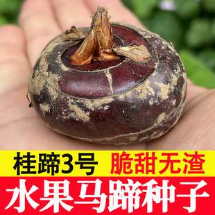 正宗广西桂林荔浦马蹄种子高产脆甜无渣多汁水果型荸荠种植苗新鲜