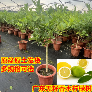 香水柠檬树盆栽带果可食用阳台庭院种植四季 结果广东无籽青柠檬苗