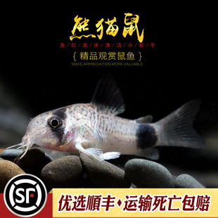 熊猫鼠鱼热带鱼观赏鱼除藻鱼工具鱼吃鱼缸垃圾 老鼠鱼很萌活体鱼