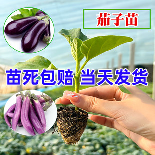 紫茄子苗黑长茄苗春季 蔬菜种籽线茄孑圆茄辣椒杭茄幼秧苗种苗带土