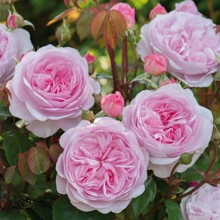 玫瑰半岛 奥斯汀月季 奥利维亚 嫩粉色包子花灌木月季