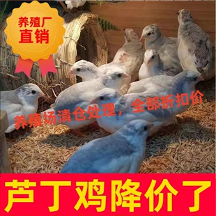 网红芦丁鸡宠物鸡活物全色系迷你宠物可繁殖孵化幼鸡青年成年母鸡