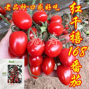 红千禧168番茄种子苗四季 红色小西红柿种苗樱桃圣女果盆栽蔬菜水