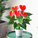 红掌仿真花盆栽套装 饰仿真植物盆栽摆件 塑料花假花室内客厅落地装