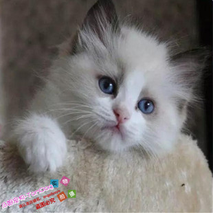 上海出售纯种宠物猫咪活体家养折耳猫加菲猫布偶猫蓝猫渐层幼猫g