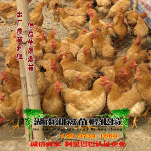 出售黄土二鸡雏黄土三鸡活体宠物黄鸡苗宠物活苗 提供养殖技术