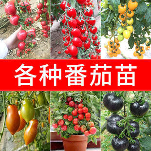 四季 小番茄种子苗千禧圣女果矮生西红柿秧苗盆栽种籽菜苗孑秧果苗
