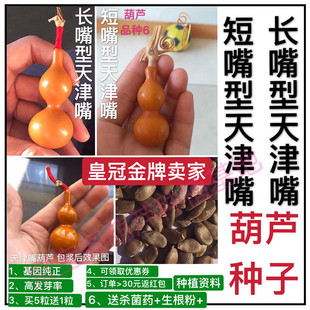 天津嘴葫芦种分长嘴型和短嘴型巨型超大中号特小八宝文玩盆栽子籽