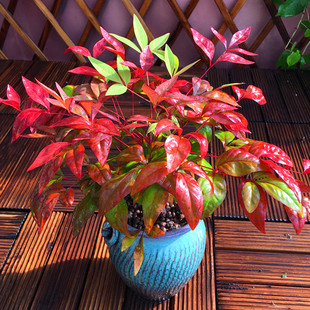 裸心花园火焰南天竹树苗盆栽红叶秋冬季 红色彩叶常绿灌木庭院植物
