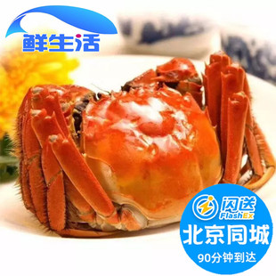 北京闪送 螃蟹 母1.3 1.5两1只 鲜活大闸蟹 河蟹 现货 满黄满肉