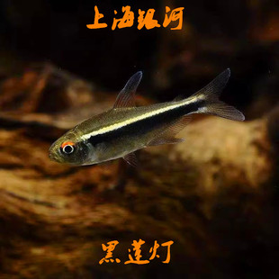 黑莲灯鱼黑灯鱼小型观赏鱼草缸鱼活体淡水鱼群游鱼红绿灯鱼灯科鱼