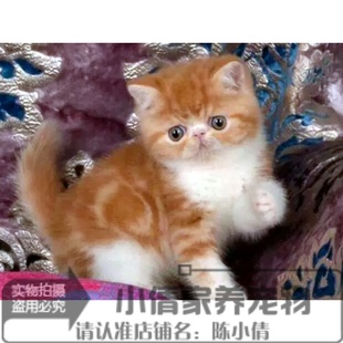 注册猫舍出售加菲猫活体加菲猫幼猫宠物猫异国短毛猫赛级加菲猫x