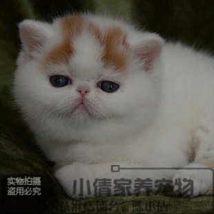 出售纯种加菲猫英国短毛猫美短蓝猫布偶猫宠物猫咪活体幼猫宠物x