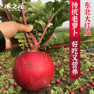 东北红皮萝卜种子秋季 四季 种业 种籽传统大红萝卜水果孑禾之元