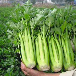 寿光蔬菜种子蔬菜文图拉西芹种子禾之元 蔬菜 种业春夏秋冬种籽四季