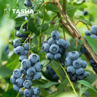 塔莎 奥尼尔绿宝石 花园蓝莓树果苗盆栽室内阳台南北方种植四季