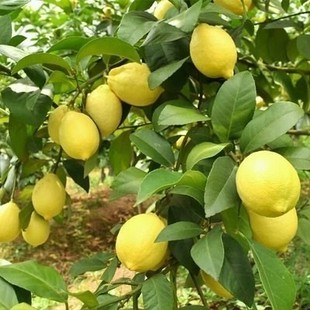 柠檬树苗盆栽带分叉柠檬苗盆栽地栽香水柠檬苗柠檬树带果四季 结果