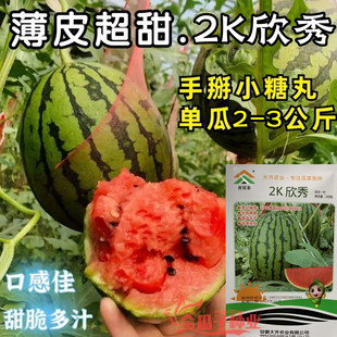 2K欣秀小西瓜种子薄皮少籽红瓤西瓜盆栽阳台水果种籽超甜四季 播孑