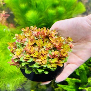 水上云端宫廷水草淡水红色植物鱼缸造景增氧新手好养不用二氧化碳