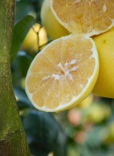 送榨汁器 爆汁黄金葡萄柚 包售后 农家生态种植 树上熟柚子