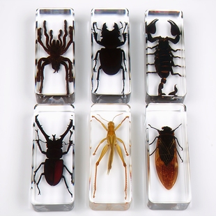 真实昆虫标本幼儿园动物琥珀树脂摆件甲虫蜈蚣蝎子蜘蛛螳螂星天牛