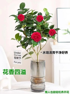 香妃茶花水培植物四季 花鲜花期长家用五色赤丹茶花 开花适合水养