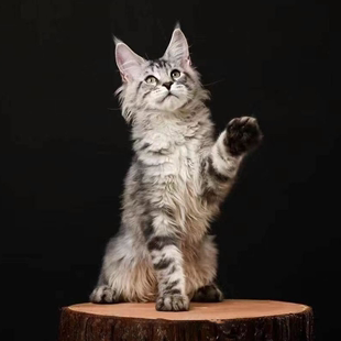 缅因猫幼猫纯种红虎斑巨型银虎斑猫咪活物俄罗斯大型烟灰色森林猫