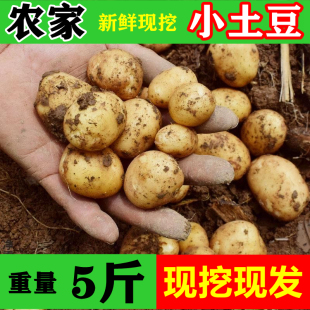 湖北荆州石首公安监利特产珍珠恩施小土豆洋芋新鲜蔬菜马铃薯5斤