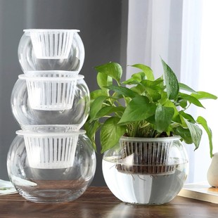 水培器皿透明玻璃花瓶大号容器水养郁金香风信子植物创意桌面摆件