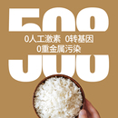 2023新米新疆大米胚芽米羊脂籽米粳米真空装 U先疆合玉珠350g