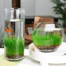 9.8元 微景观玻璃插花瓶摆件 2个diy创意鱼缸生态瓶水培草种子四季