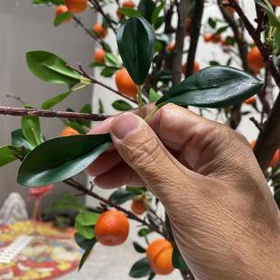 仿真橘子树大型水果假树室内外摆放超种水果树石榴树柿子树苹果