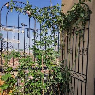 铁线莲月季 爬藤架子蔷薇植物攀爬网花架户外庭院花园铁艺栅栏支架