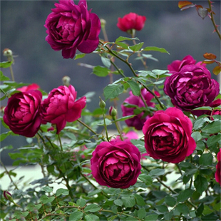 新品 秋日胭脂扦插灌木切花浓香阳台庭院玫瑰花卉 日本月季