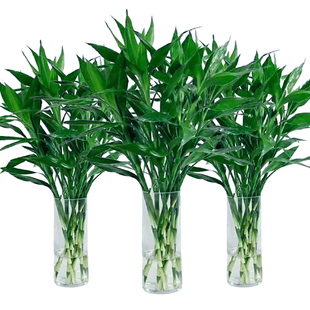 富贵竹水竹节节高水培水养绿植物室内客厅盆栽带根鲜花鸿运竹紫竹