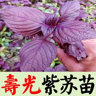 紫苏种苗种籽孑子苗盆栽食用紫苏叶四季 紫苏子种植菜苗秧苗苏子叶