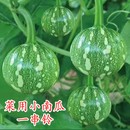 早熟一串铃南瓜种子种苗小青瓜家庭早熟嫩南瓜盆栽种孑蔬菜种籽