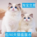六盘水布偶猫幼猫山双蓝双海双纯种赛级宠物猫咪长毛仙女猫幼崽