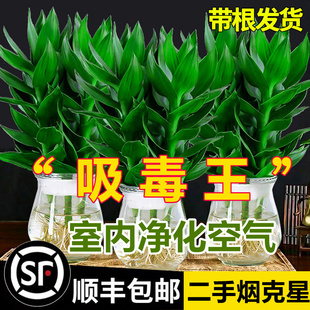 观音竹富贵竹水培植物带根花卉绿植绿萝室内盆栽转运竹子水养好养