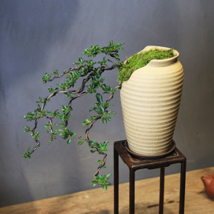 日本红花一号长寿梅盆景悬崖造型老桩小盆栽开花挂果室内好养绿植