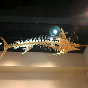 仿真恐龙骨架模型动物骨骼侏罗纪大型博物馆恐龙化石装 饰定制摆件