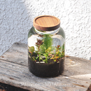生态瓶小鱼缸虾螺微景观创意生日情侣礼物免换水玻璃鱼缸DIY作业