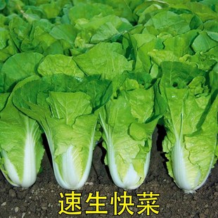 四季 速生快菜种子 阳台种菜盆栽青菜种子小白菜种籽 庭院蔬菜种苗